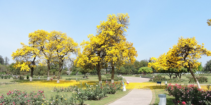Rose Garden in Chandigarh, filled with vibrant roses in various colors, surrounded by lush greenery