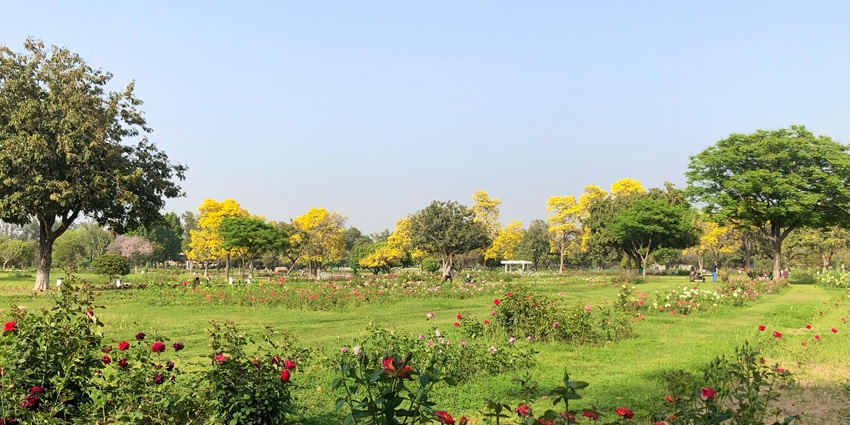 Majestic view of the Rose Garden with colourful flowers amidst lush greenery in Zirakpur