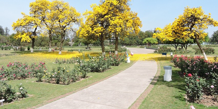 Rose Garden is one of the most popular places to visit in Chandigarh for couples.
