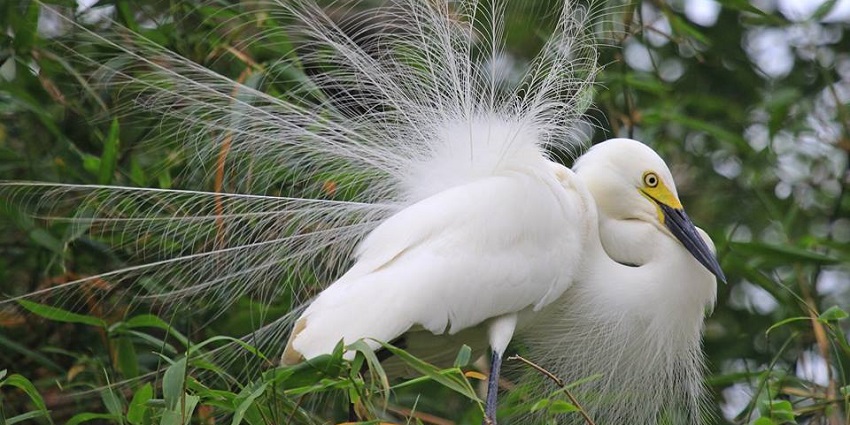 Spot a variety of birds and avian species at the Chitwan National Park in south-central Nepal