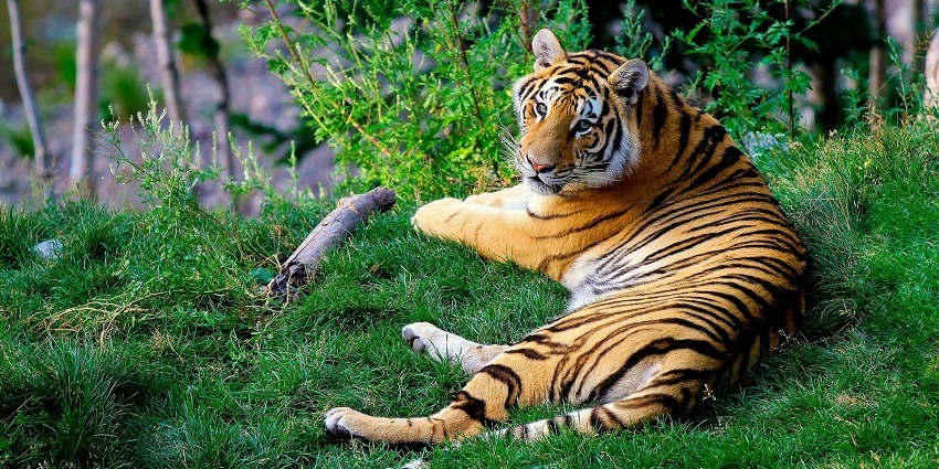 A tiger relaxing, panoramic view of Manas National Park, one of the national parks in Bhutan