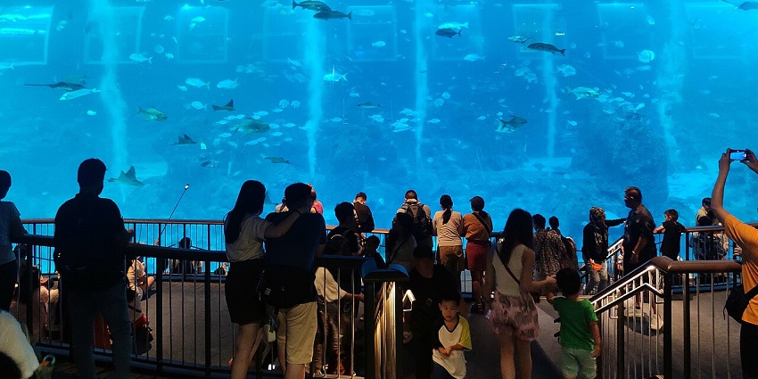 Inside the S.E.A. Aquarium at Resorts World Sentosa, featuring an array of marine life exhibits.