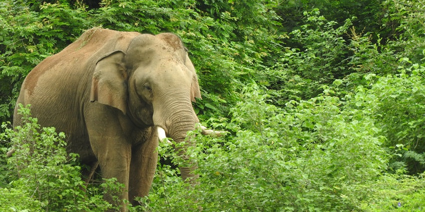 A picture of an elephant at the Elefantastic Elephant Sanctuary in Jaipur