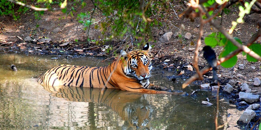 View of tigers at Park, putting this place at one of the top things to do in Ranthambore.