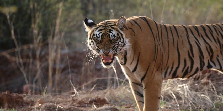 Experience the ultimate thrill while boarding a safari there early in the morning.