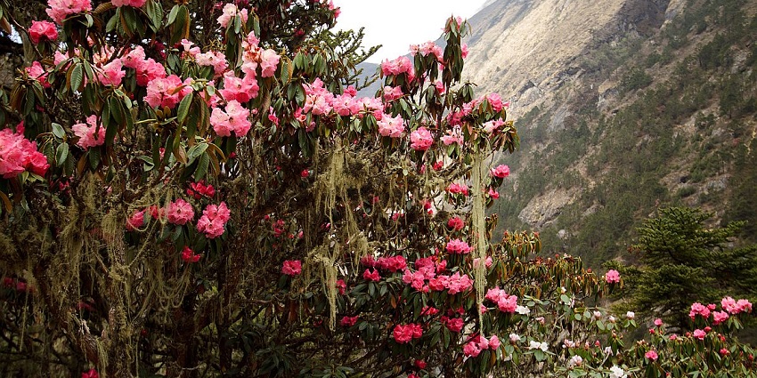 Everest view from Sagarmatha National Park, highlighting the allure of flora and fauna.