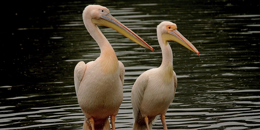Sagarpur Lake is one of the serene abodes that one can visit on their trip to Delhi.