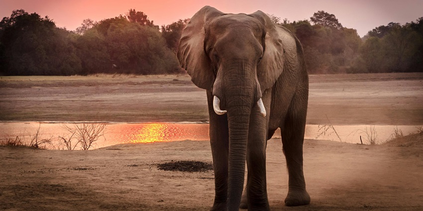 Elephants walking across a mountainous landscape under a beautiful sunset in a wildlife sanctuary.