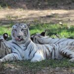 The image highlights the rich animal life found in the region around Sailana Wildlife Sanctuary.