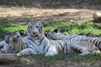 The image highlights the rich animal life found in the region around Sailana Wildlife Sanctuary.