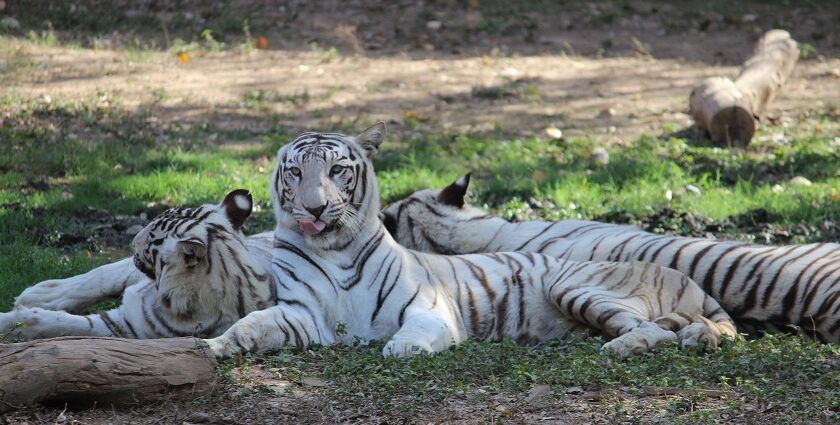 The image highlights the rich animal life found in the region around Sailana Wildlife Sanctuary.