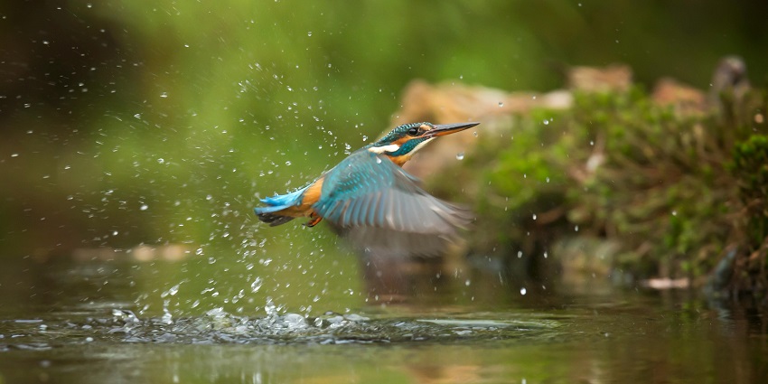 Sailana, located in Ratlam district, is known for its rich flora and fauna in the region.