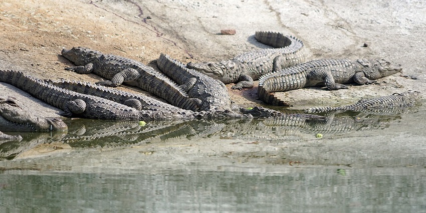 Crocodiles basking in the sun at Sajjangarh Biological Park, Udaipur, showcasing their rugged scales