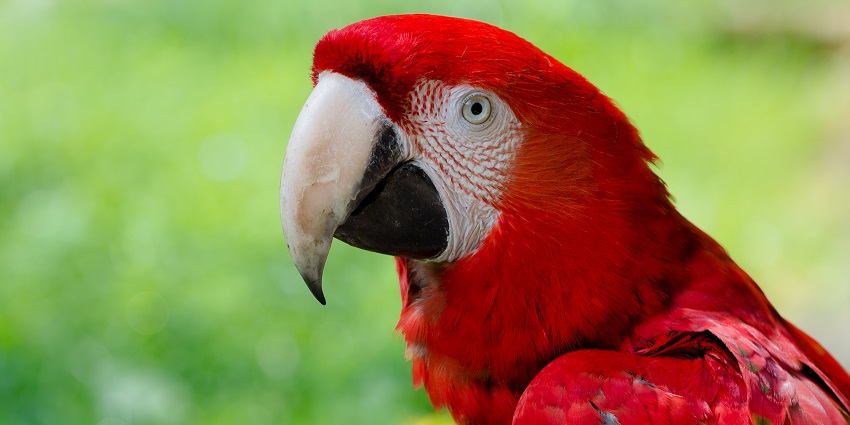 An image showing a red coloured parrot at Sajjangarh Biological Park in Udaipur.