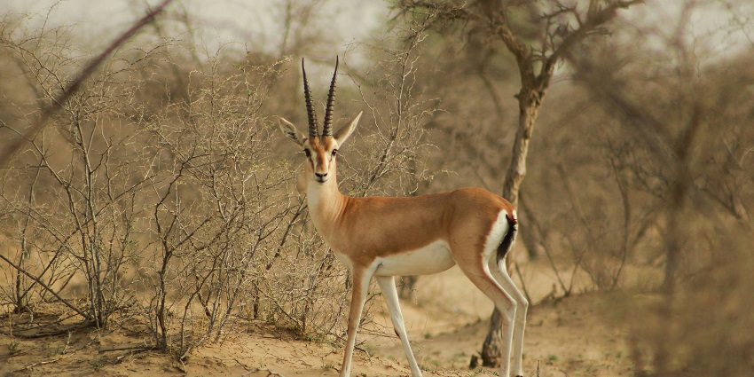 Image of Indian Gazelle in Wilderness in natural habitat during day time view
