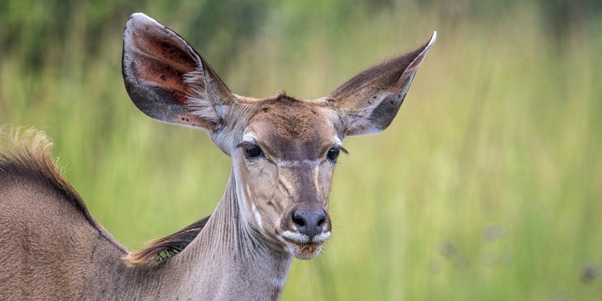 Sajjangarh Wildlife Sanctuary is among the best places to visit near Udaipur within 100 km.
