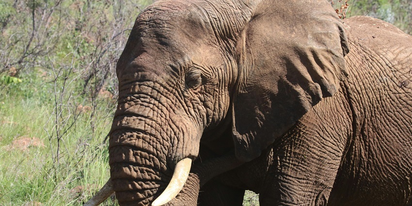 Majestic brown elephant in the Sajjangarh Wildlife Sanctuary, perfect for photography