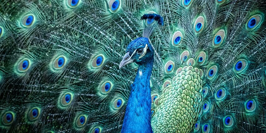 View of a peacock at Sajjangarh, one of the best wildlife sanctuaries in Udaipur.