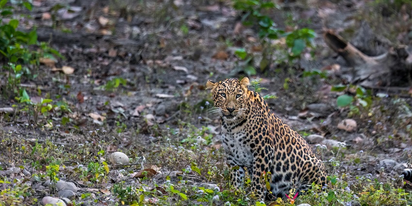 A leopard at Sajjangarh Sanctuary, one of the best places for night safari in Udaipur.