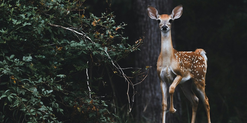 A fantastic view of a small deer standing amidst lush greenery in a wildlife sanctuary.