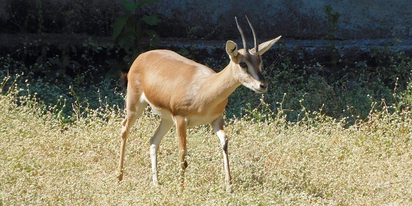 Snapshot of the endangered and rare Chinkara dear in its natural habitat of the Sakkarbaug Zoological Garden