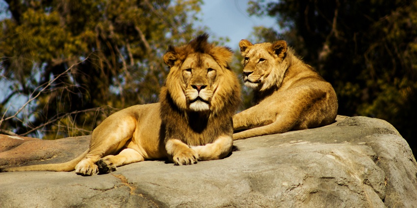Sakkarbaug Zoological Garden is among the best places to visit near Bavapyara Caves.