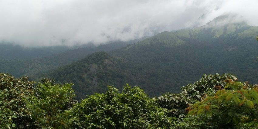 Sakleshpur's lush hills and misty mountains are ideal for a brief trip into nature