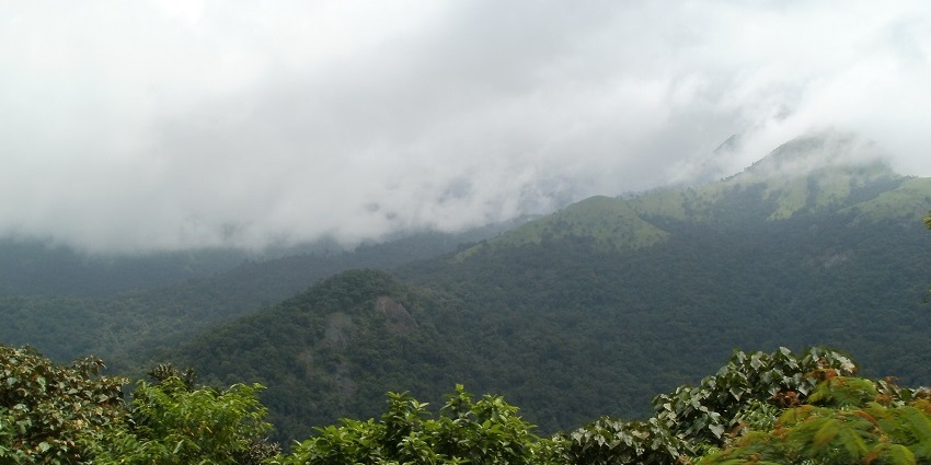 The misted hills, and thick forests, surround Sakleshpur through delightful coffee fields.
