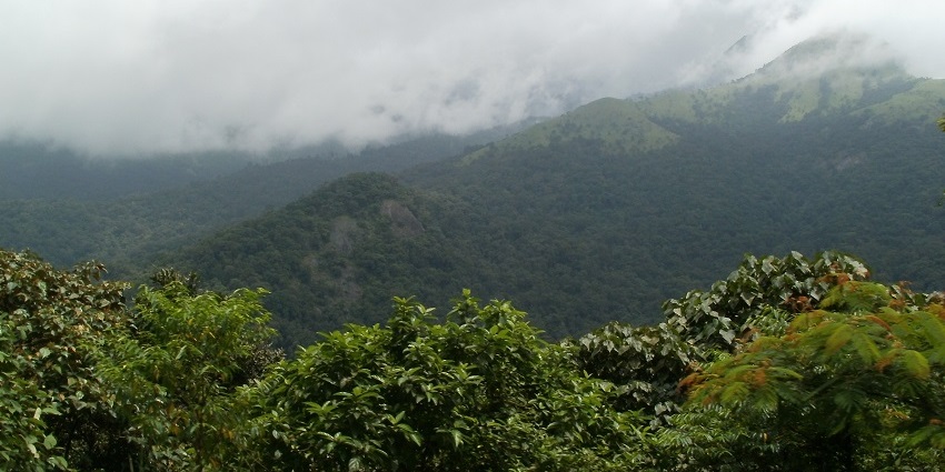 Sakleshpur's lush scenery and misty mountains make it the perfect place for strolls.