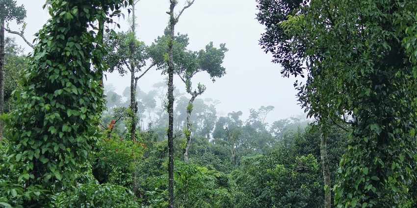 Sakleshpur's lush, wooded hillsides are one of the best places all travellers can explore.