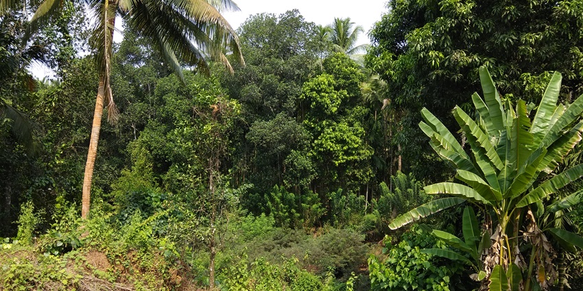 Vast coffee fields, foggy hills, and picturesque views through the Western Ghats.