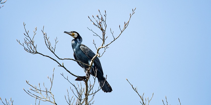 Great cormorant bird, seen in the bird-rich Sakteng Wildlife Sanctuary in Bhutan.