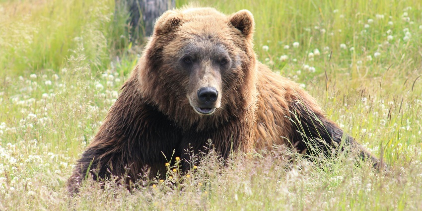 Close-up of a bear sitting on a grass, showcasing its expressive face and natural fur in the wild