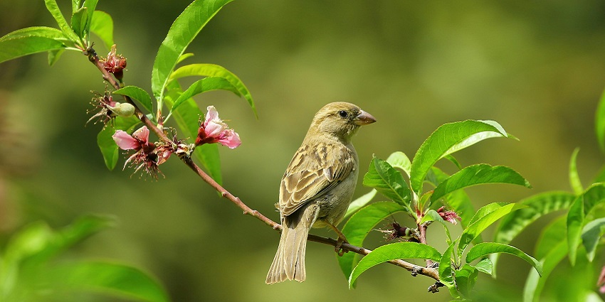 Salim Ali Bird Sanctuary is one of the top popular places to visit in Goa with family.