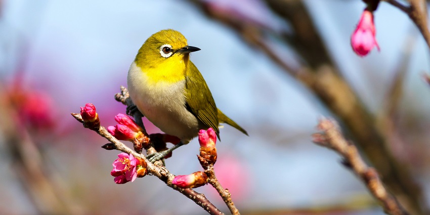 A bird spotted at the Salim Ali Bird Sanctuary, a tourist attraction of the region.
