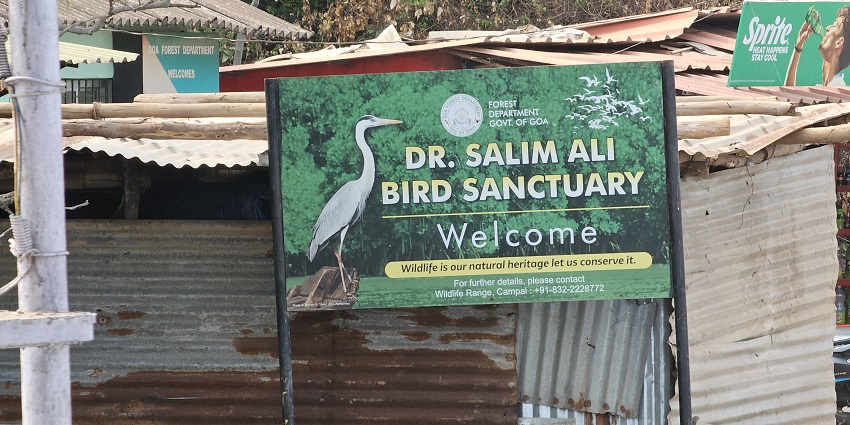 View of Salim Ali Bird Sanctuary, showcasing lush greenery ideal for birdwatching enthusiasts