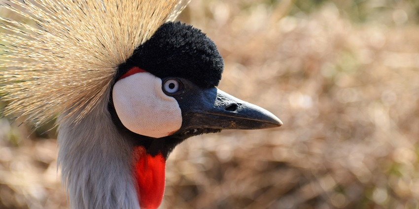 Spotting birds at the bird sanctuary is one of the top things to do in Goa in December.