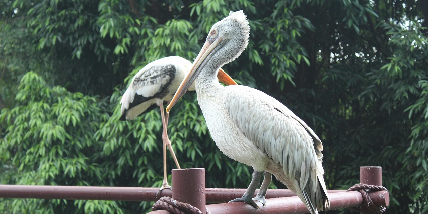 Snapshot of the two grey Pelican sitting on the boundaries og the salim ali wildlife sanctuary