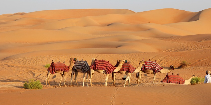Camels at Sam Sand Dunes, a popular destination near Desert National Park, offering a glimpse of desert life.