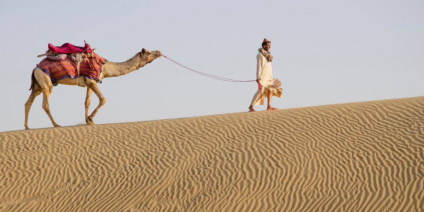 A group of camels walking across the golden sands of Sam Sand Dunes in Rajasthan