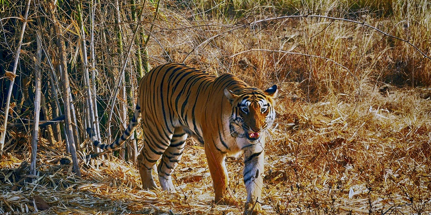 Amur tiger in its natural habitat at Sanjay-Dubri Tiger Reserve, a popular tourist destination near Son Gharial Wildlife Sanctuary.