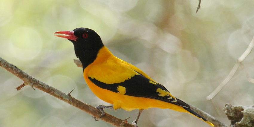 A black-hooded oriole, showcasing the vibrant birdlife inhabiting Bagdara Wildlife Sanctuary.