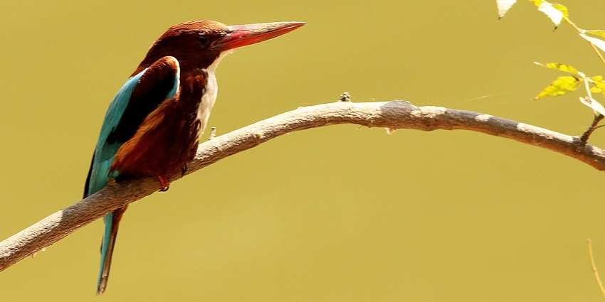 A picture of a Kingfisher bird resting on a tree branch at a wildlife sanctuary in Bihar