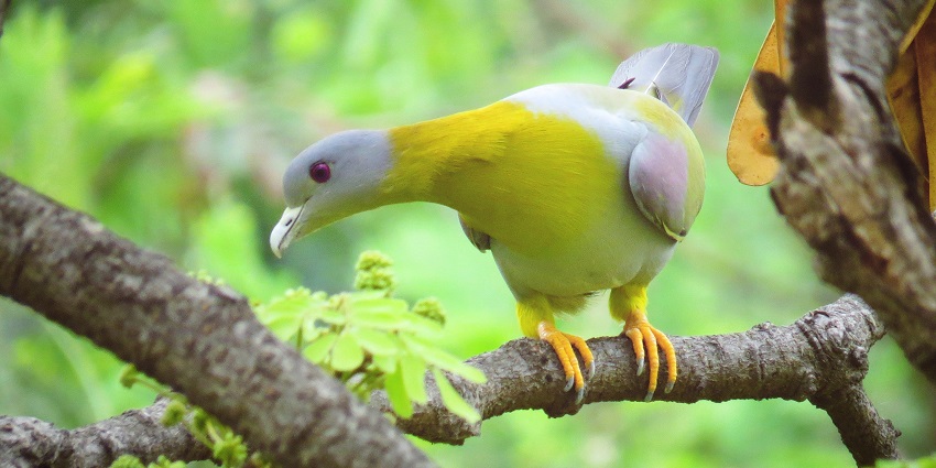 Sanjay Gandhi Jaivik Udyan Zoo is one of the best places to visit near Patna Museum.