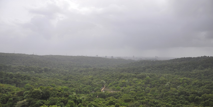 Vast variety of flora and fauna present in Sanjay National Park