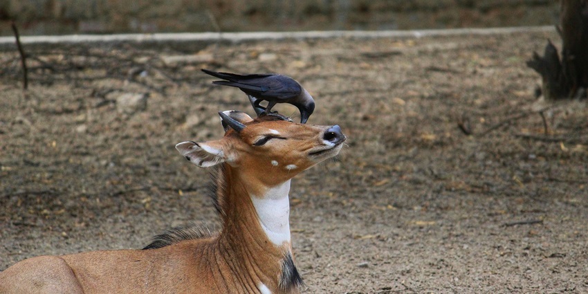 The Symbiotic Relationship Between Nilgai Antelopes and Crows: Eating Ticks off the Antelope's Skin