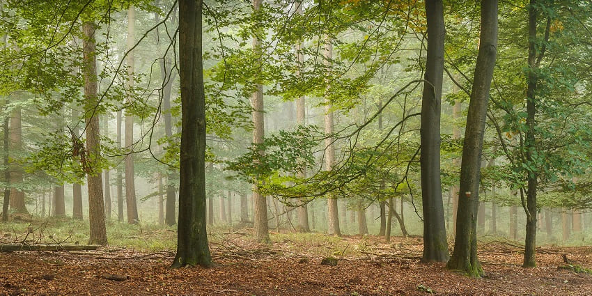 A forest with tall trees, scattered leaves on the ground, and sunlight filtering through