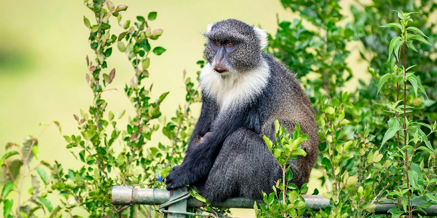 Close-up of a samango Monkey in a Zoological park - Sardar Patel Zoological Park