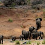 A picture depicting the a herd of elephants at the Sardarpur Wildlife Sanctuary