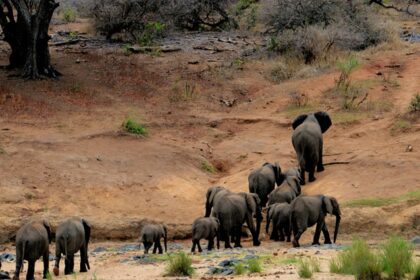 A picture depicting the a herd of elephants at the Sardarpur Wildlife Sanctuary